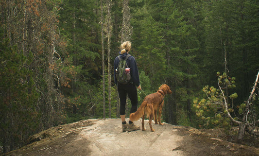 Travel Tails: Tips for Adventuring with Your Dog